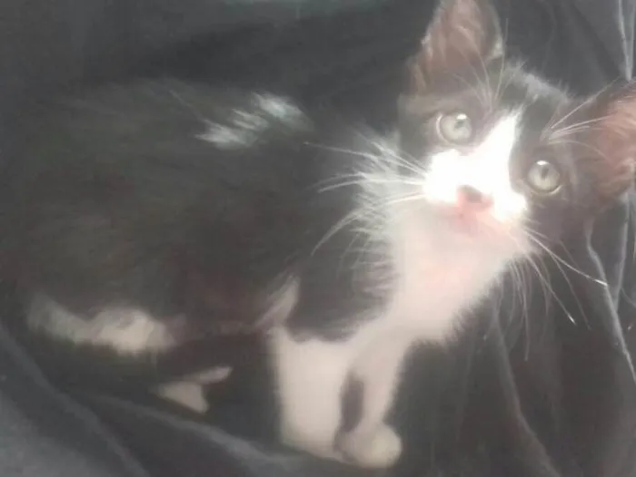 Gato raça Srd idade Abaixo de 2 meses nome Malu