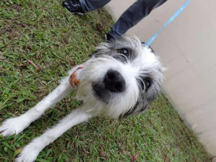 Cachorro ra a SRD idade 1 ano nome Bryan