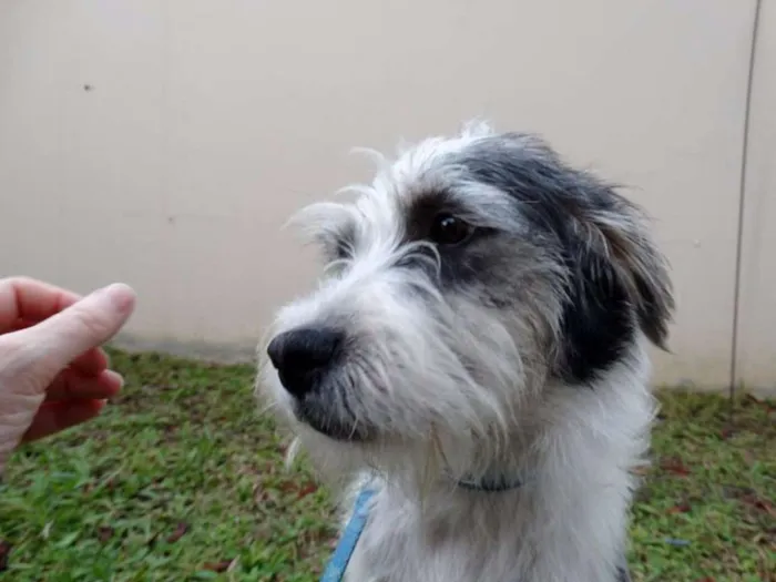 Cachorro ra a SRD idade 1 ano nome Bryan