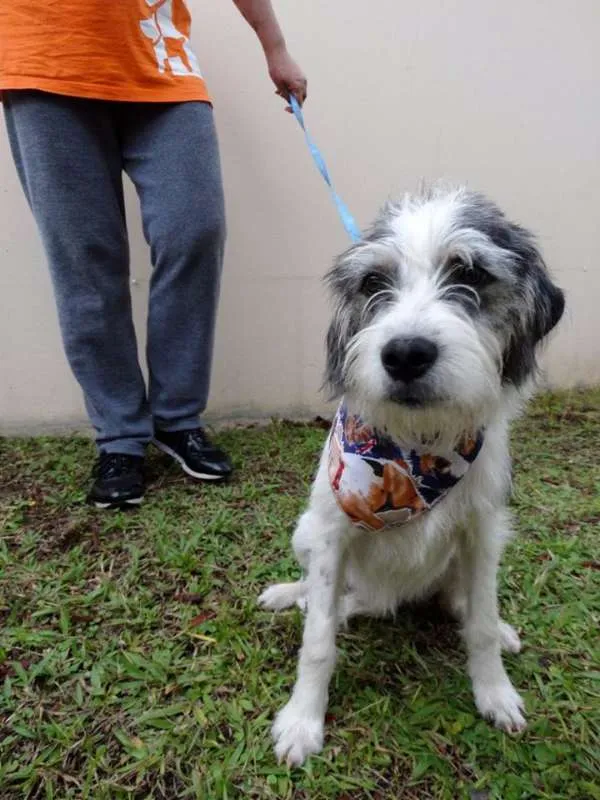 Cachorro ra a SRD idade 1 ano nome Bryan
