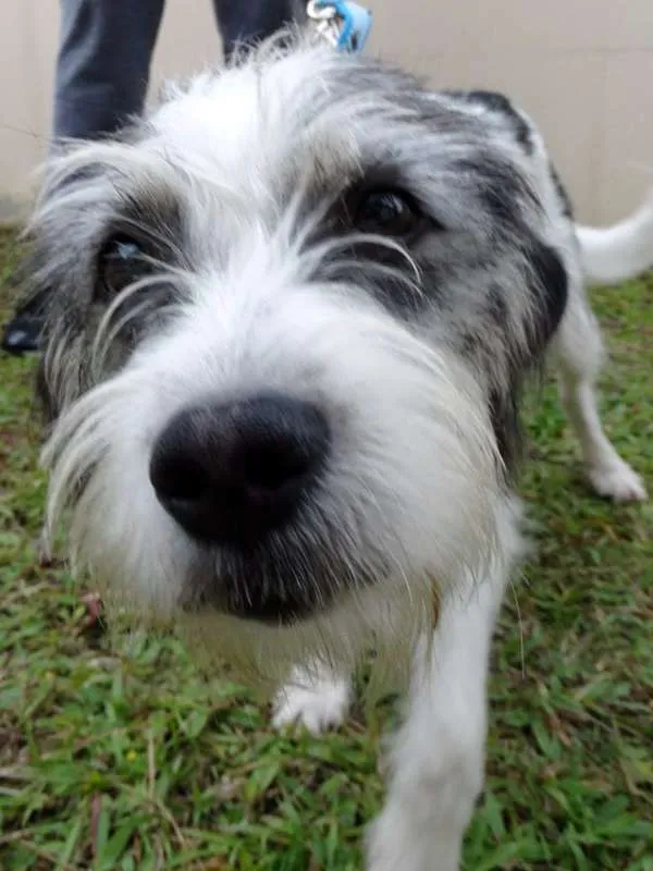 Cachorro ra a SRD idade 1 ano nome Bryan