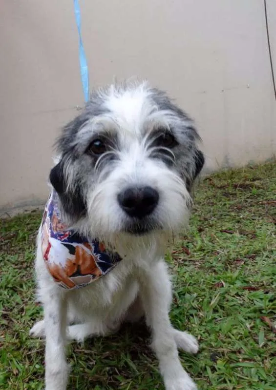 Cachorro ra a SRD idade 1 ano nome Bryan