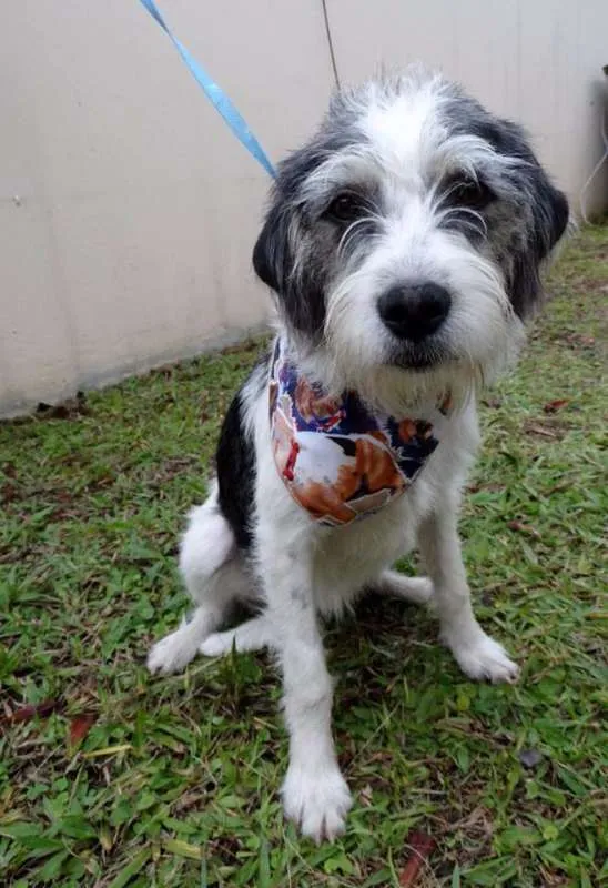 Cachorro ra a SRD idade 1 ano nome Bryan