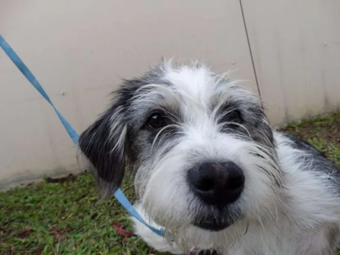 Cachorro ra a SRD idade 1 ano nome Bryan
