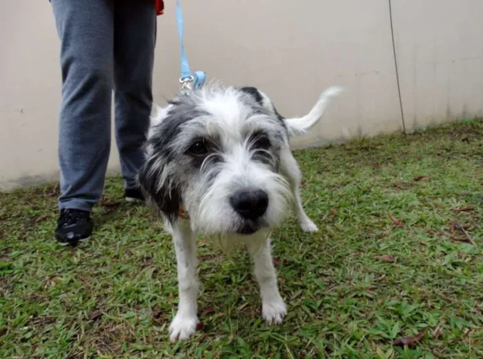 Cachorro ra a SRD idade 1 ano nome Bryan