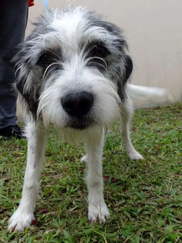 Cachorro ra a SRD idade 1 ano nome Bryan