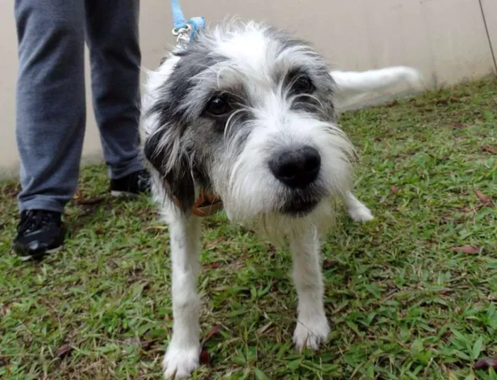 Cachorro ra a SRD idade 1 ano nome Bryan