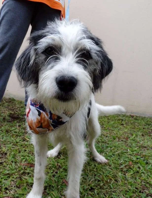 Cachorro ra a SRD idade 1 ano nome Bryan