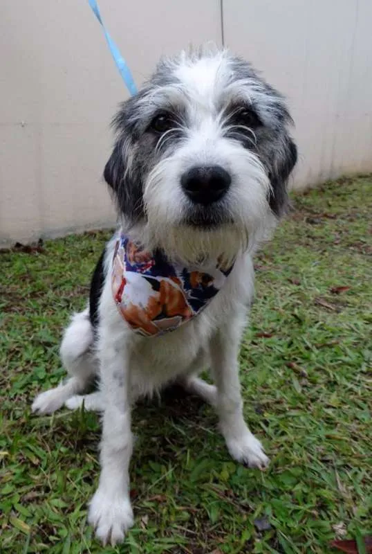 Cachorro ra a SRD idade 1 ano nome Bryan