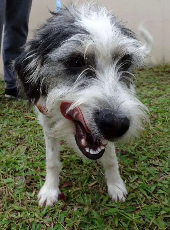 Cachorro ra a SRD idade 1 ano nome Bryan