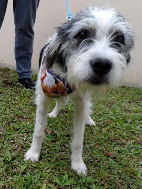 Cachorro ra a SRD idade 1 ano nome Bryan