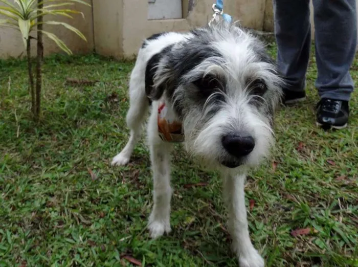 Cachorro ra a SRD idade 1 ano nome Bryan