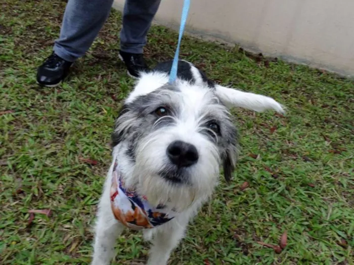 Cachorro ra a SRD idade 1 ano nome Bryan