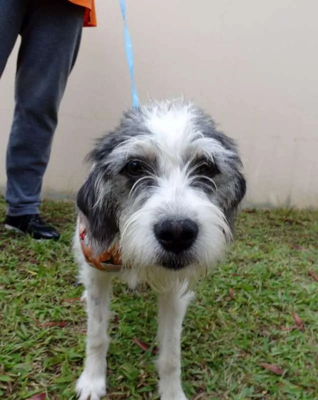 Cachorro ra a SRD idade 1 ano nome Bryan