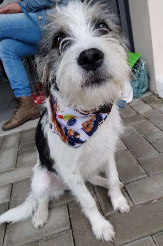 Cachorro ra a SRD idade 1 ano nome Bryan