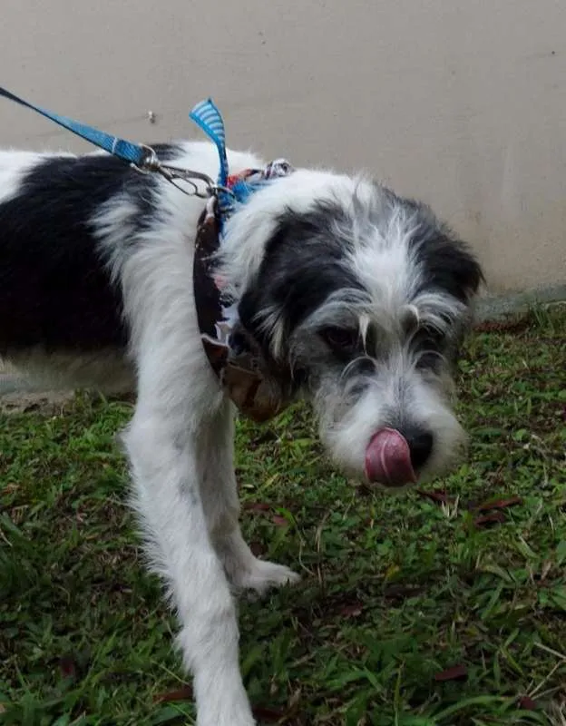 Cachorro ra a SRD idade 1 ano nome Bryan