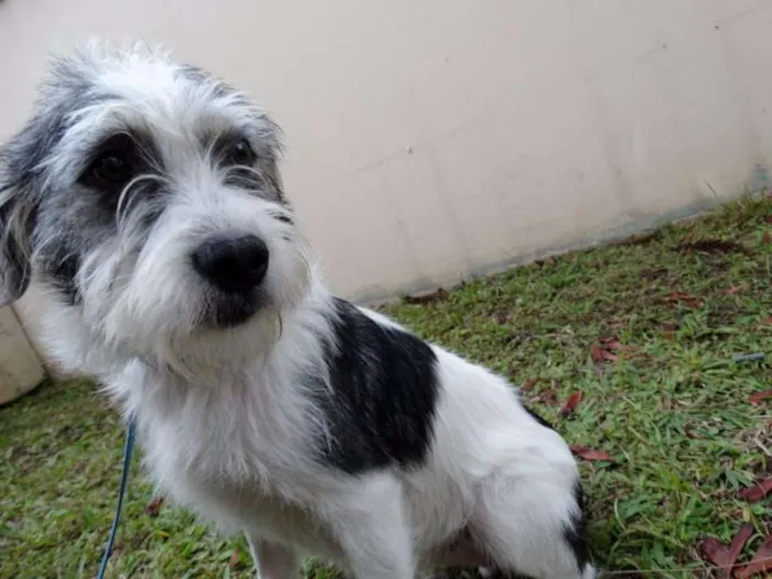 Cachorro ra a SRD idade 1 ano nome Bryan