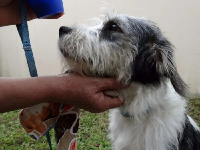 Cachorro ra a SRD idade 1 ano nome Bryan
