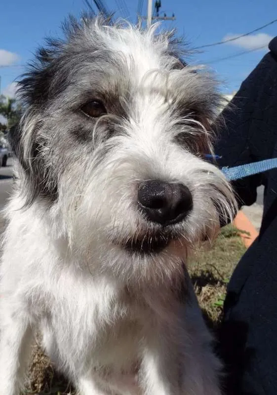Cachorro ra a SRD idade 1 ano nome Bryan