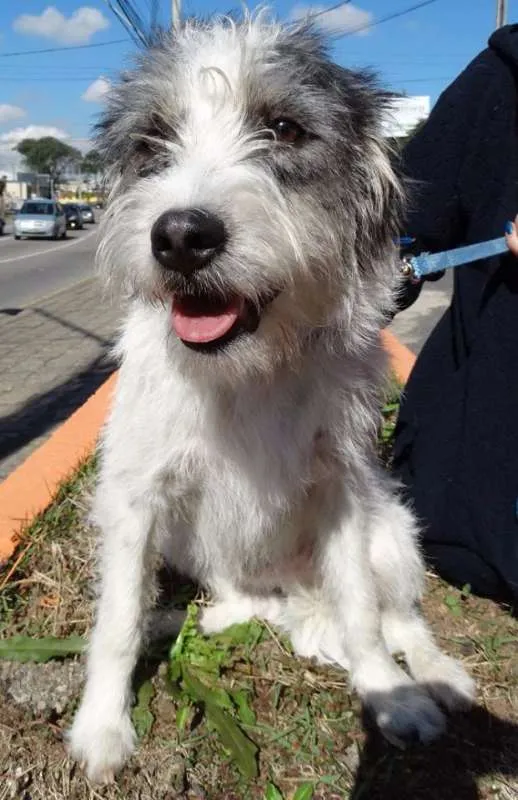 Cachorro ra a SRD idade 1 ano nome Bryan