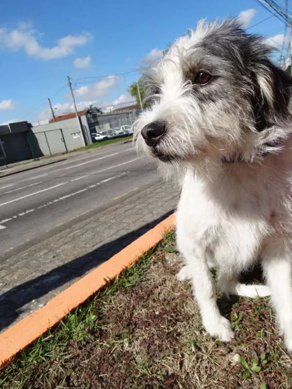 Cachorro ra a SRD idade 1 ano nome Bryan