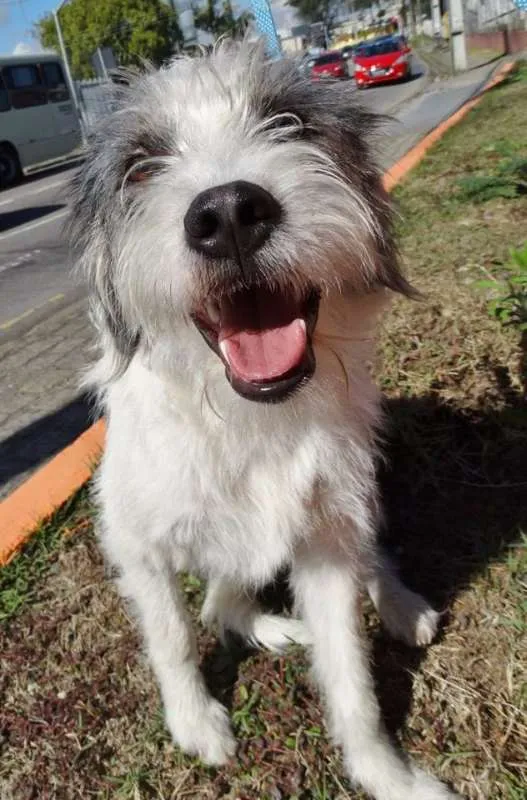 Cachorro ra a SRD idade 1 ano nome Bryan