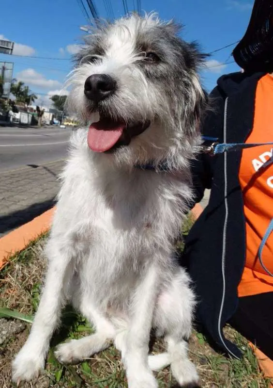 Cachorro ra a SRD idade 1 ano nome Bryan