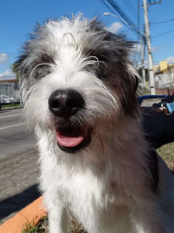 Cachorro ra a SRD idade 1 ano nome Bryan