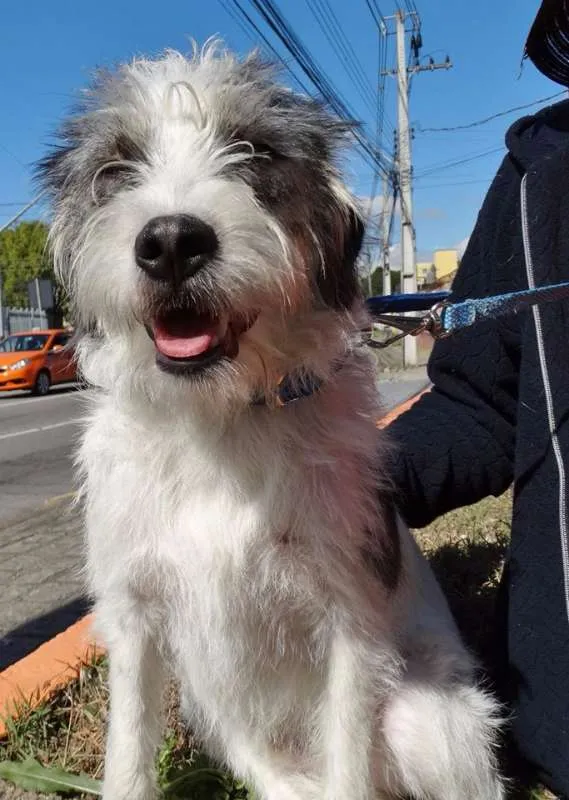 Cachorro ra a SRD idade 1 ano nome Bryan