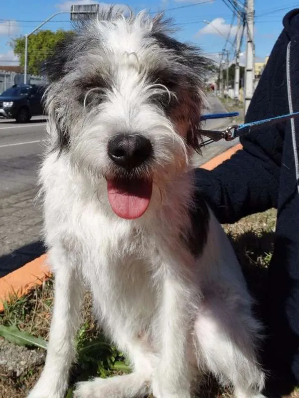Cachorro ra a SRD idade 1 ano nome Bryan