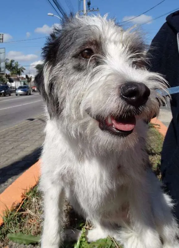 Cachorro ra a SRD idade 1 ano nome Bryan