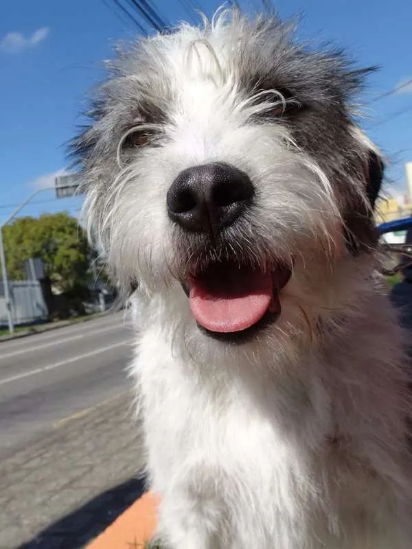 Cachorro ra a SRD idade 1 ano nome Bryan
