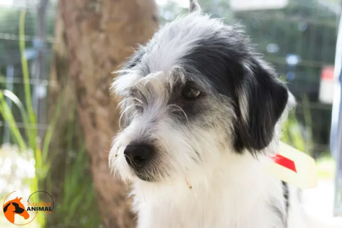 Cachorro ra a SRD idade 1 ano nome Bryan