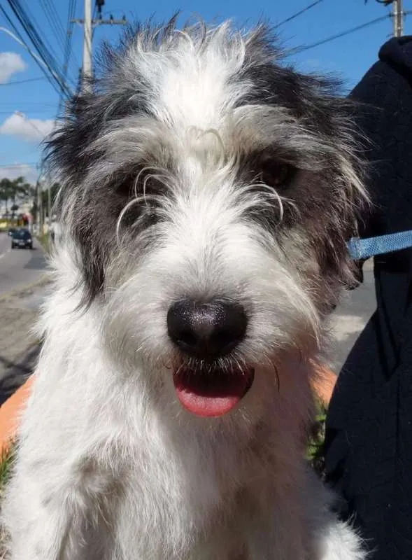 Cachorro ra a SRD idade 1 ano nome Bryan