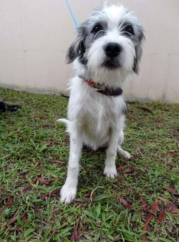 Cachorro ra a SRD idade 1 ano nome Bryan