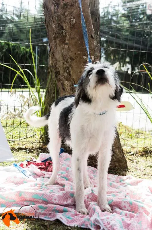 Cachorro ra a SRD idade 1 ano nome Bryan