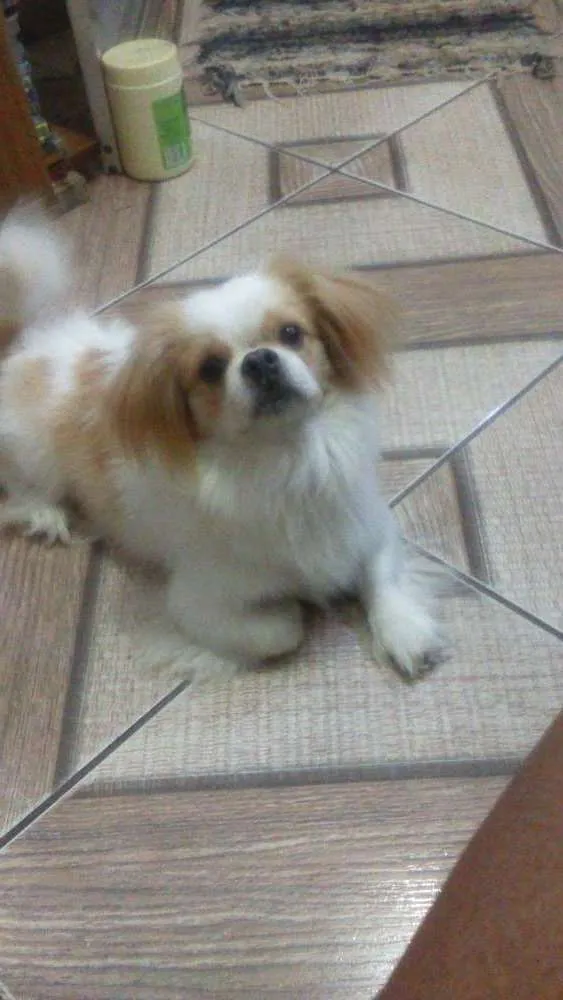 Cachorro raça pequinês  idade 3 anos nome escote