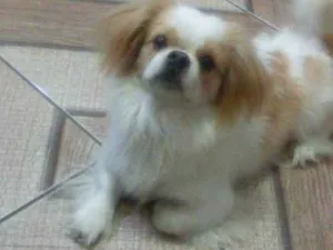 Cachorro raça pequinês  idade 3 anos nome escote