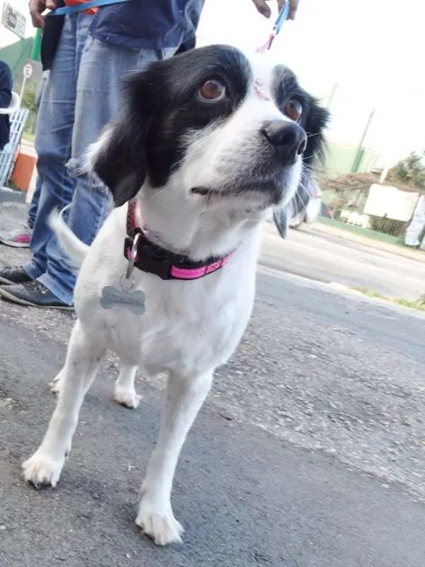Cachorro ra a srd idade 2 anos nome Babi