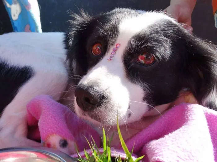 Cachorro ra a srd idade 2 anos nome Babi