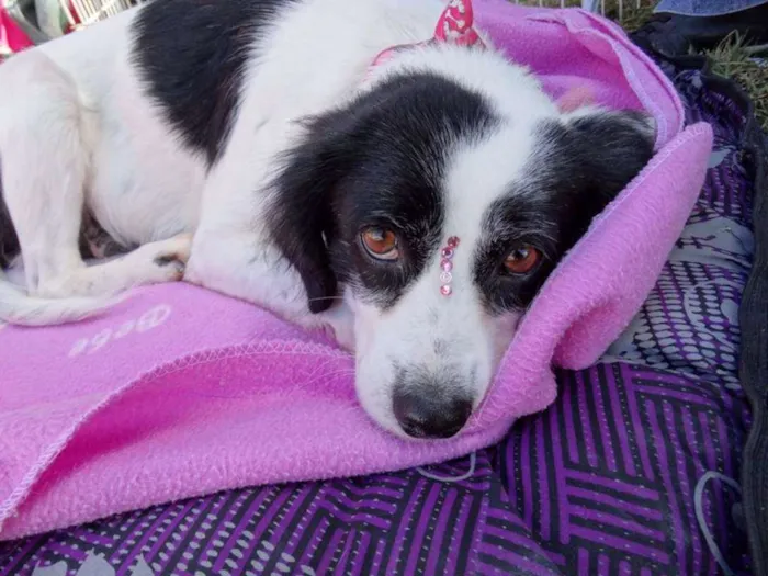 Cachorro ra a srd idade 2 anos nome Babi