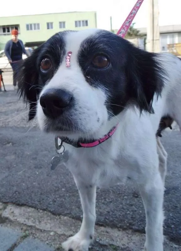Cachorro ra a srd idade 2 anos nome Babi