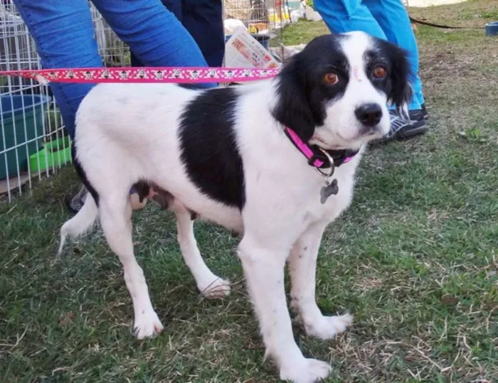 Cachorro ra a srd idade 2 anos nome Babi