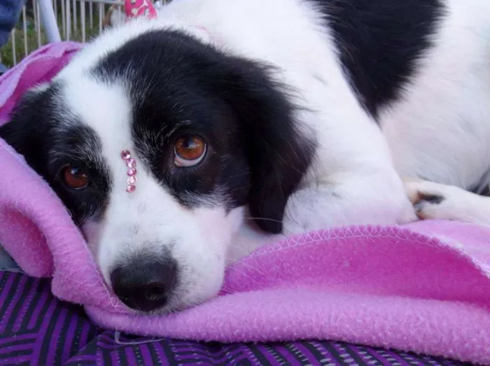 Cachorro ra a srd idade 2 anos nome Babi