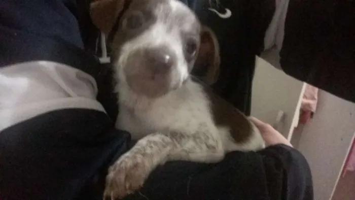 Cachorro ra a vira lata  idade Abaixo de 2 meses nome nenhum 