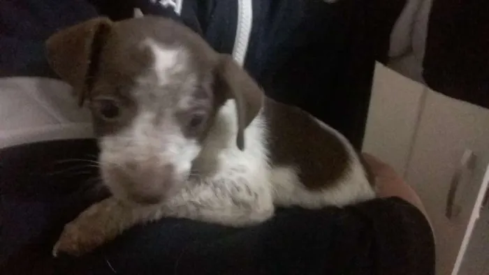 Cachorro ra a vira lata  idade Abaixo de 2 meses nome nenhum 