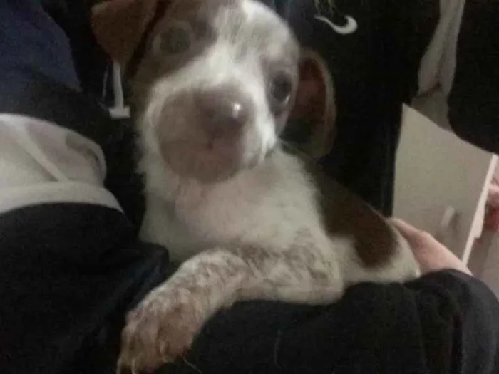 Cachorro ra a vira lata  idade Abaixo de 2 meses nome nenhum 