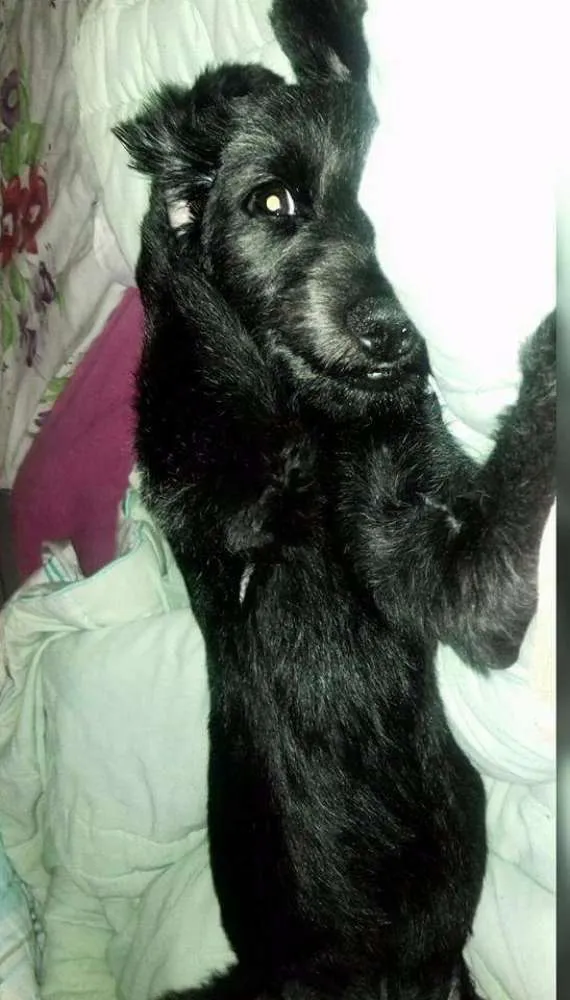 Cachorro ra a Idenfinida idade 1 ano nome Pingo