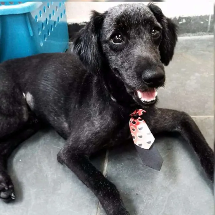 Cachorro ra a Idenfinida idade 1 ano nome Pingo