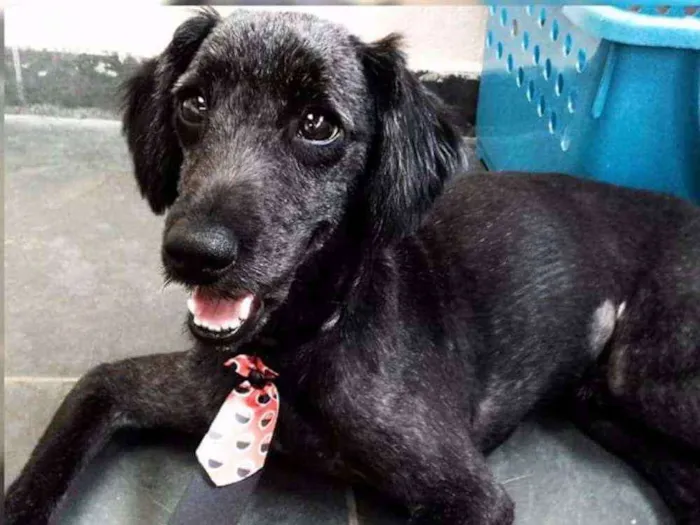 Cachorro ra a Idenfinida idade 1 ano nome Pingo